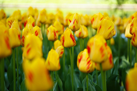 美丽多彩的郁金香花在春天的花园里盛开。 带有异国情调郁金香的装饰壁纸在春天开花。 大自然的美丽海报。 充满活力的自然色彩