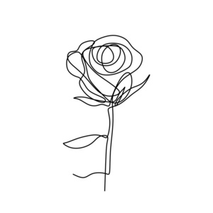 玫瑰花一线艺术单画矢量插图极简设计孤立的白色背景照片