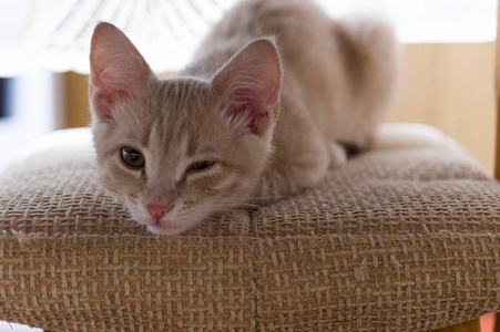 生姜小猫在椅子上 猫用一只眼睛偷窥 用一只眼睛眨眼 休眠的猫 相似素材图片 摄图新视界