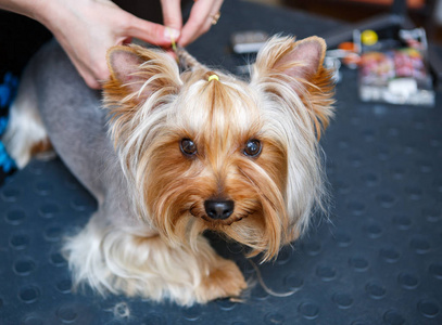 专业的动物美容师在兽医诊所给你的伯克希尔猎犬编织。美容沙龙的专家照顾小狗