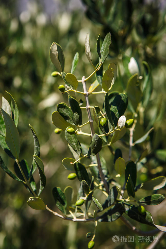 绿色橄榄树枝橄榄生长在意大利的热带阳光下新鲜的希腊橄榄生长在菜园