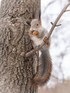 松鼠，尾巴蓬松，冬天在树枝上吃坚果。