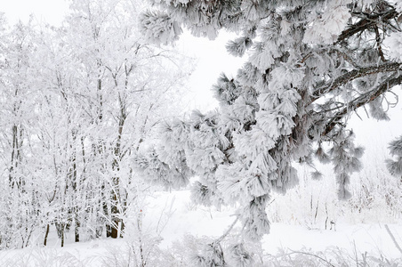 冬季森林。 雪中的森林。 风景如画，华丽的冬天。