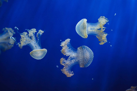 白色斑点水母也被称为澳大利亚斑点水母。