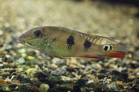 发现委内瑞拉三色耳器也被称为斑点妖鱼.照片