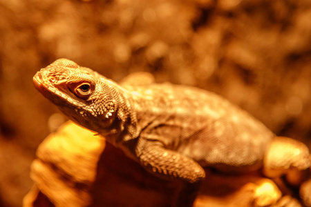 印度花园蜥蜴图片