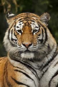 西伯利亚虎也被称为阿穆尔虎。