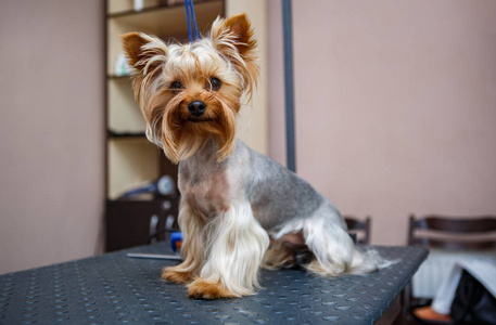 在兽医诊所的美容沙龙里，桌子上放着一只可爱的约克郡小狗。在专业的美容工作室里照顾狗。滑稽的小狗在镜头里看着。