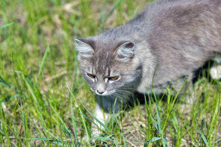 灰街猫在绿草中打猎特写