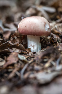 森林地板上的蘑菇。 蘑菇
