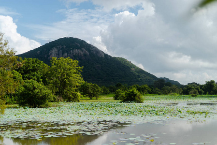 斯里兰卡山区的卡斯特莱利水库种植园