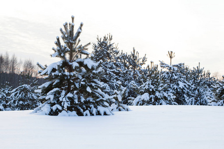 美丽的冬天风景杉树覆盖着雪