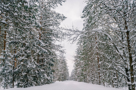 美丽的雪冬森林风景