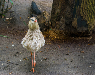 在亚马逊的鸟图片