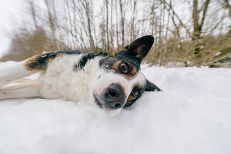 冬季森林中可爱的黑白狗近景