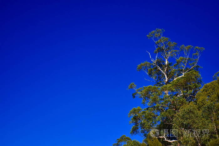 一棵巨大的桉树从地上爬起来