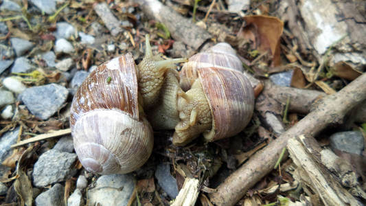 瑞士圣加伦州可食用的蜗牛或escargotseeztal州