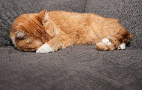 红猫睡在灰色沙发上。 猫用爪子捂住他的鼻子