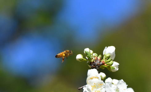 蜜蜂授粉白色水果花