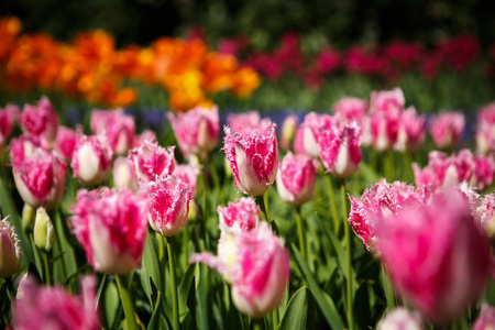 美丽的郁金香花在春天的花园里盛开。春天用郁金香装饰壁纸。 大自然的美丽海报。 充满活力的自然色彩