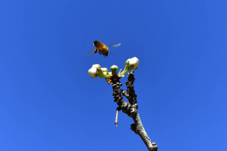 春天蜜蜂给果花授粉