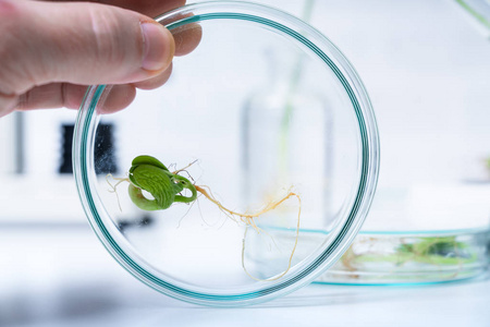 生态实验室探索植物育种的新方法