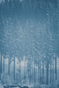 山林中覆盖着白雪的高杉树