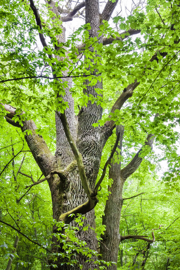 春天绿林中的老橡树