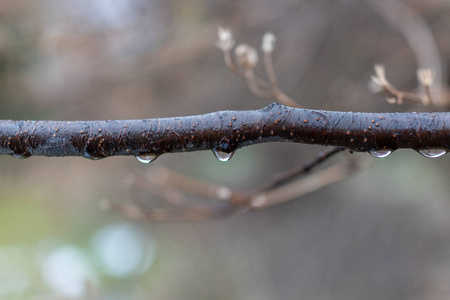 秋天雨天的一根细树枝..水滴挂在树枝上。