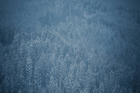 喀尔巴阡山的冬雪森林