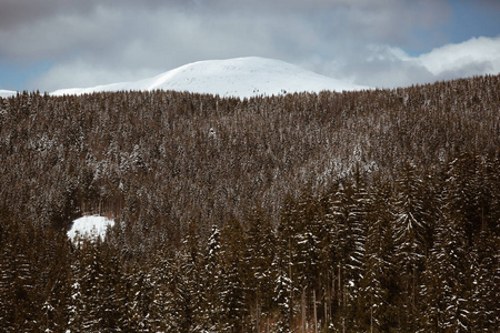 雪中的喀尔巴阡山森林树木。喀尔巴阡山寒冷的冬日。背景上的雪峰，树林上方的天空阴沉