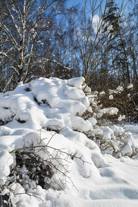 冬季森林。阳光明媚的二月景观，树林在俄罗斯中部。
