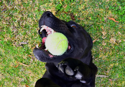 一只黑色的拉布拉多狗躺在背上，玩网球