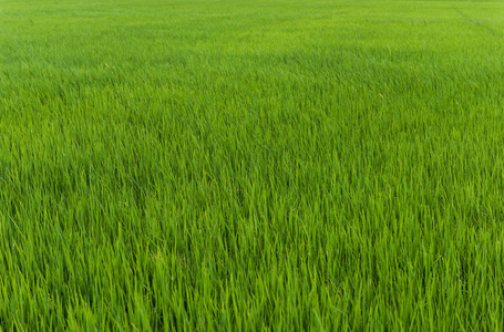 稻田水稻种植背景