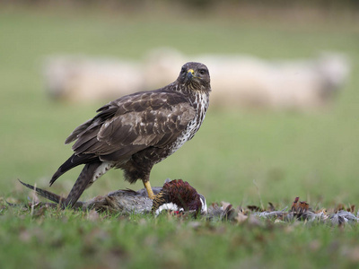 普通秃鹰，布蒂奥布蒂奥，一只鸟在死雉与绵羊背景，沃里克郡，2019年1月