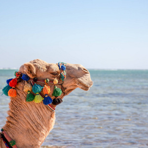 骆驼在埃及的海滩上休息。沙姆沙伊赫海岸