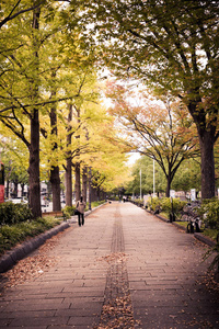 银杏树，山下公园，横滨，日本