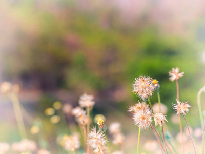 花季夏春背景..老式彩色图片