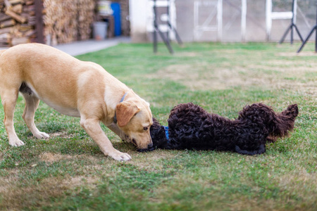 两只狗在秋天一起玩