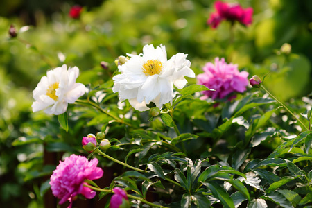 花园里美丽清新的粉红色和白色的牡丹花。园艺服务。