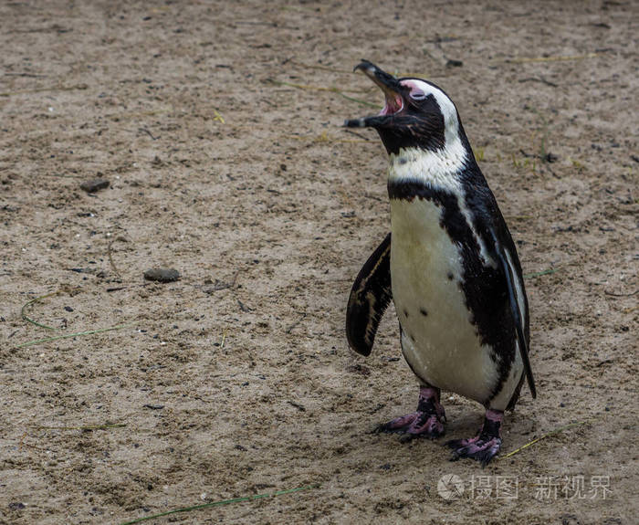 一只非洲企鹅张开嘴和尖叫的非洲海岸濒危鸟类的滑稽肖像