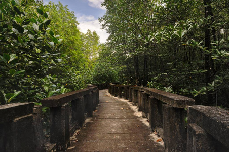 泰国特拉特省热带高昌岛红树林混凝土步道