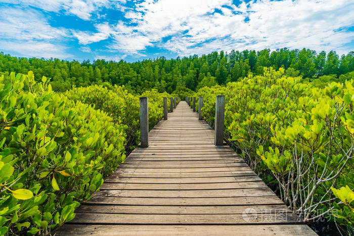 泰国Rayong省东冲大红树林或金红树林区的木桥