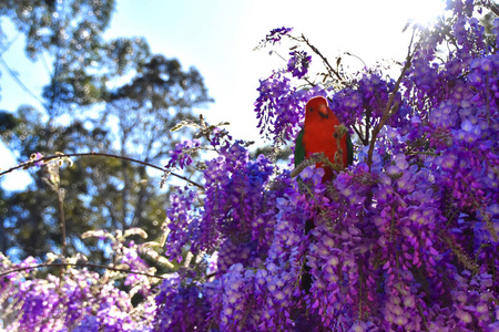 一只雄王鹦鹉坐在紫藤丛中