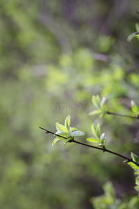 枝繁叶茂的春林图片