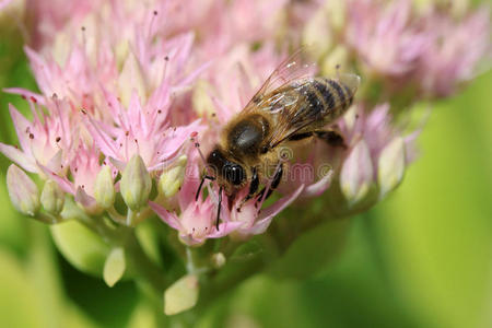 粉红色花朵上的蜜蜂