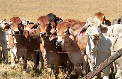 澳大利亚牧场上的肉牛