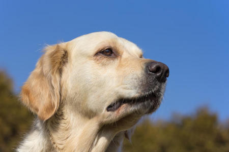 金毛猎犬的头