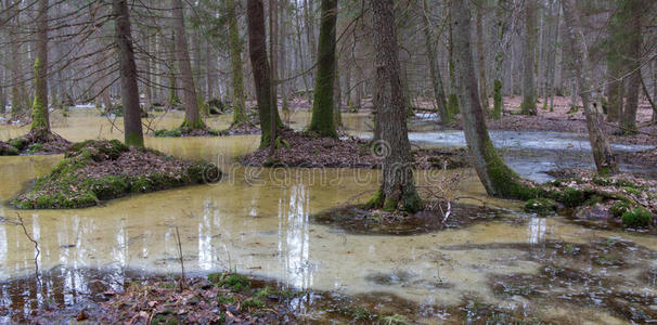 苔藓 冰冷的 储备 地标 拒绝 熔化 季节 自然 春天 橡树