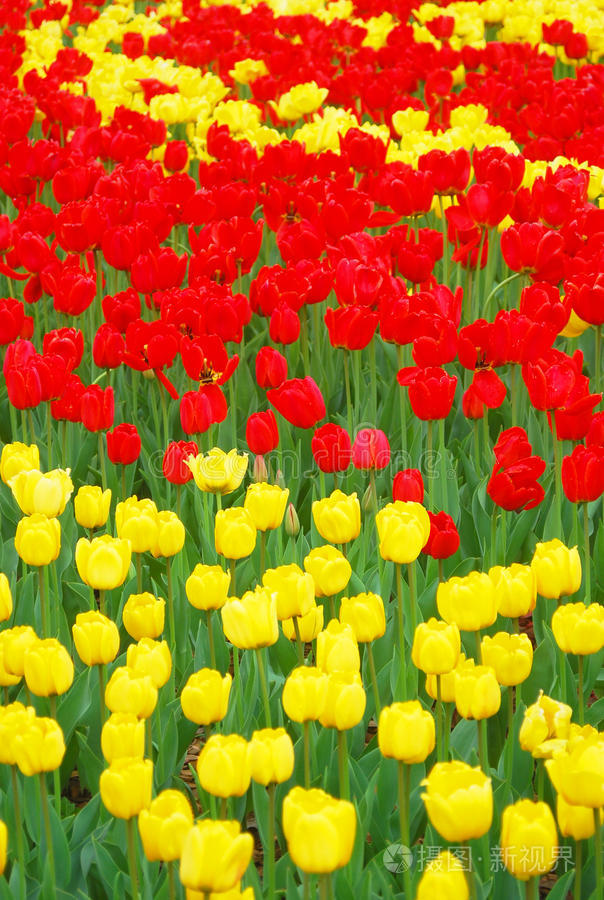 下载小样发票合同问题/举报粉红色的花春天粉红色的花草地花卉的选择